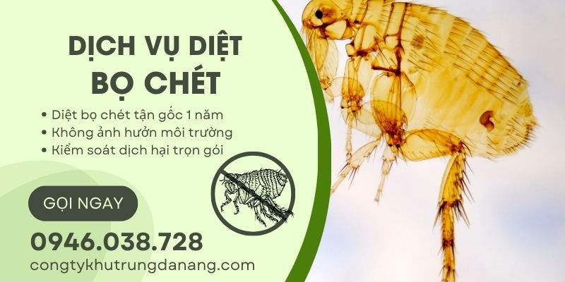 Dịch vụ diệt bọ chét tại Đà Nẵng