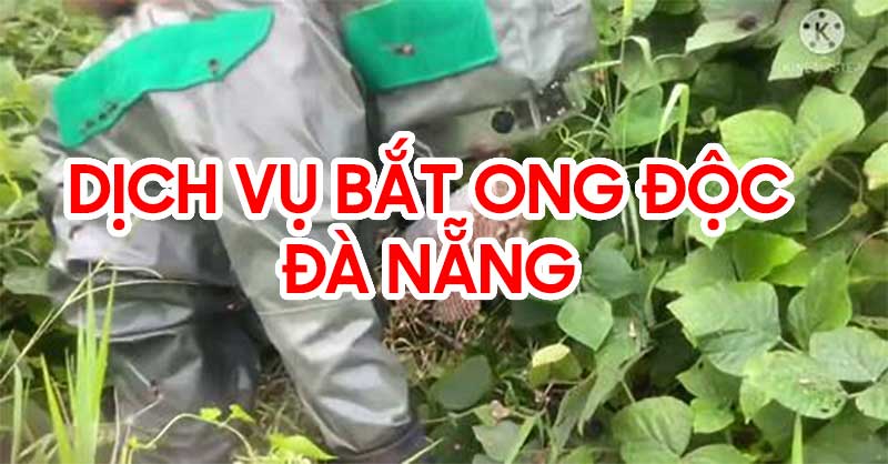 Dịch vụ bắt ong độc tại Đà nẵng