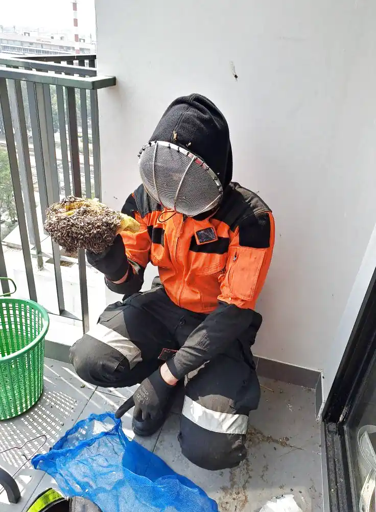 Di dời tổ ong tại Đà Nẵng