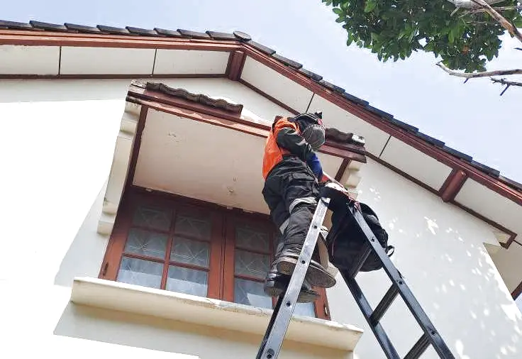 Bắt ong trên mái nhà