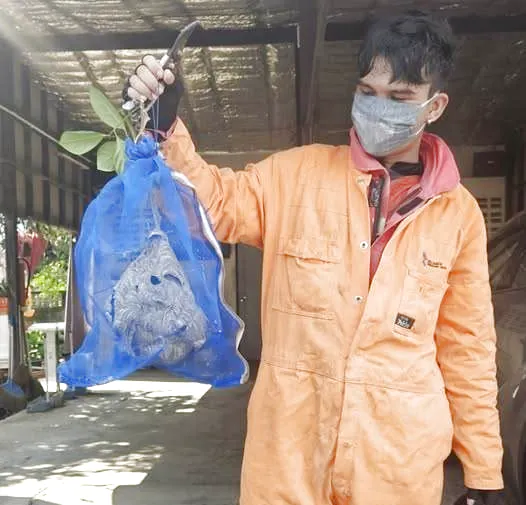 Bắt ong tại Đà Nẵng